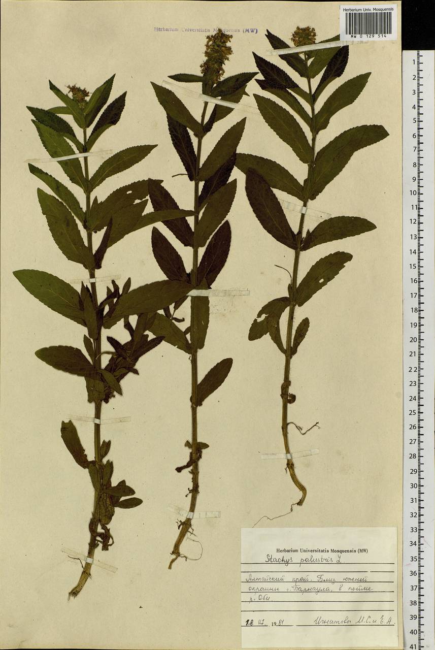 Stachys palustris L., Siberia, Altai & Sayany Mountains (S2) (Russia)