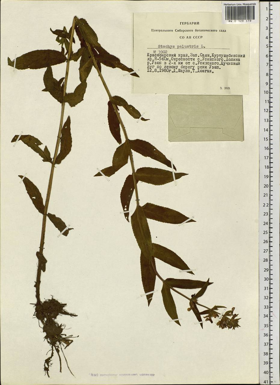 Stachys palustris L., Siberia, Altai & Sayany Mountains (S2) (Russia)