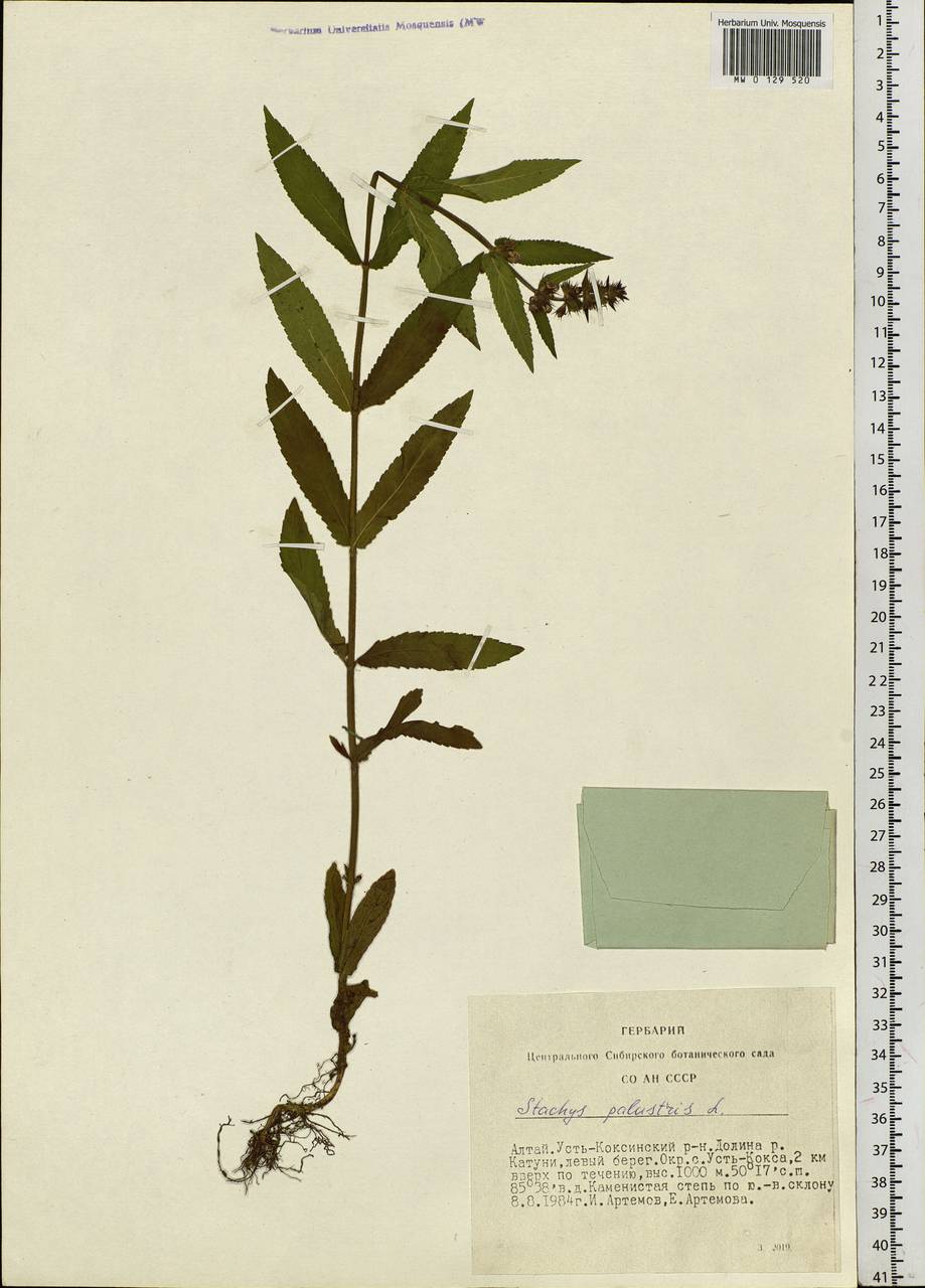 Stachys palustris L., Siberia, Altai & Sayany Mountains (S2) (Russia)