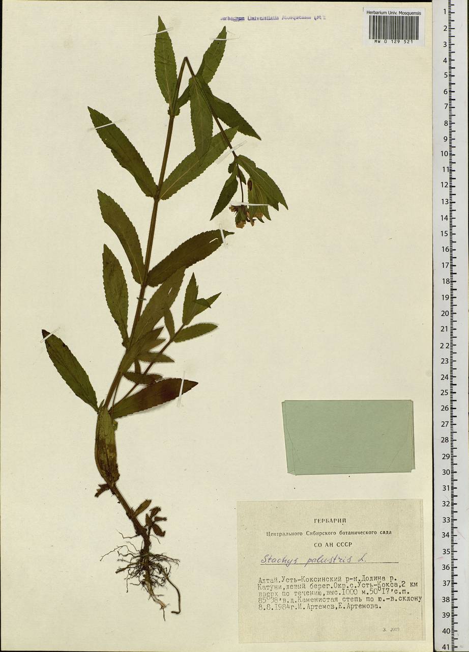 Stachys palustris L., Siberia, Altai & Sayany Mountains (S2) (Russia)