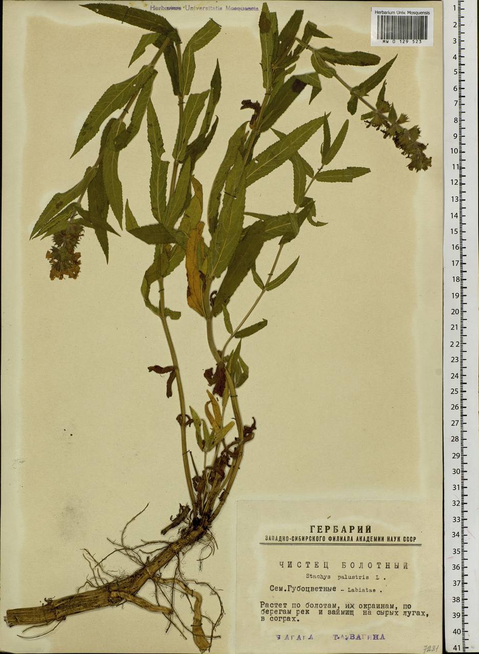 Stachys palustris L., Siberia, Western Siberia (S1) (Russia)