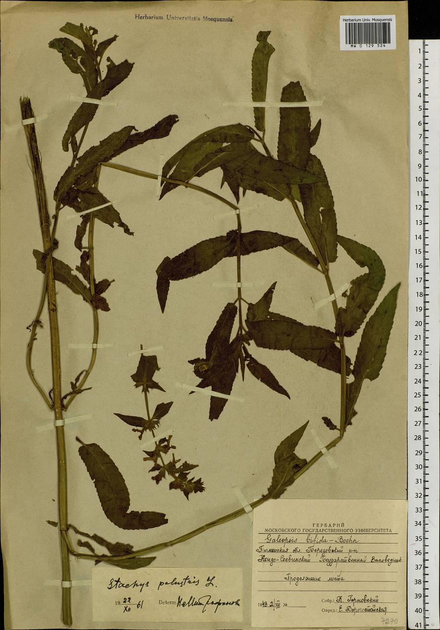 Stachys palustris L., Siberia, Western Siberia (S1) (Russia)