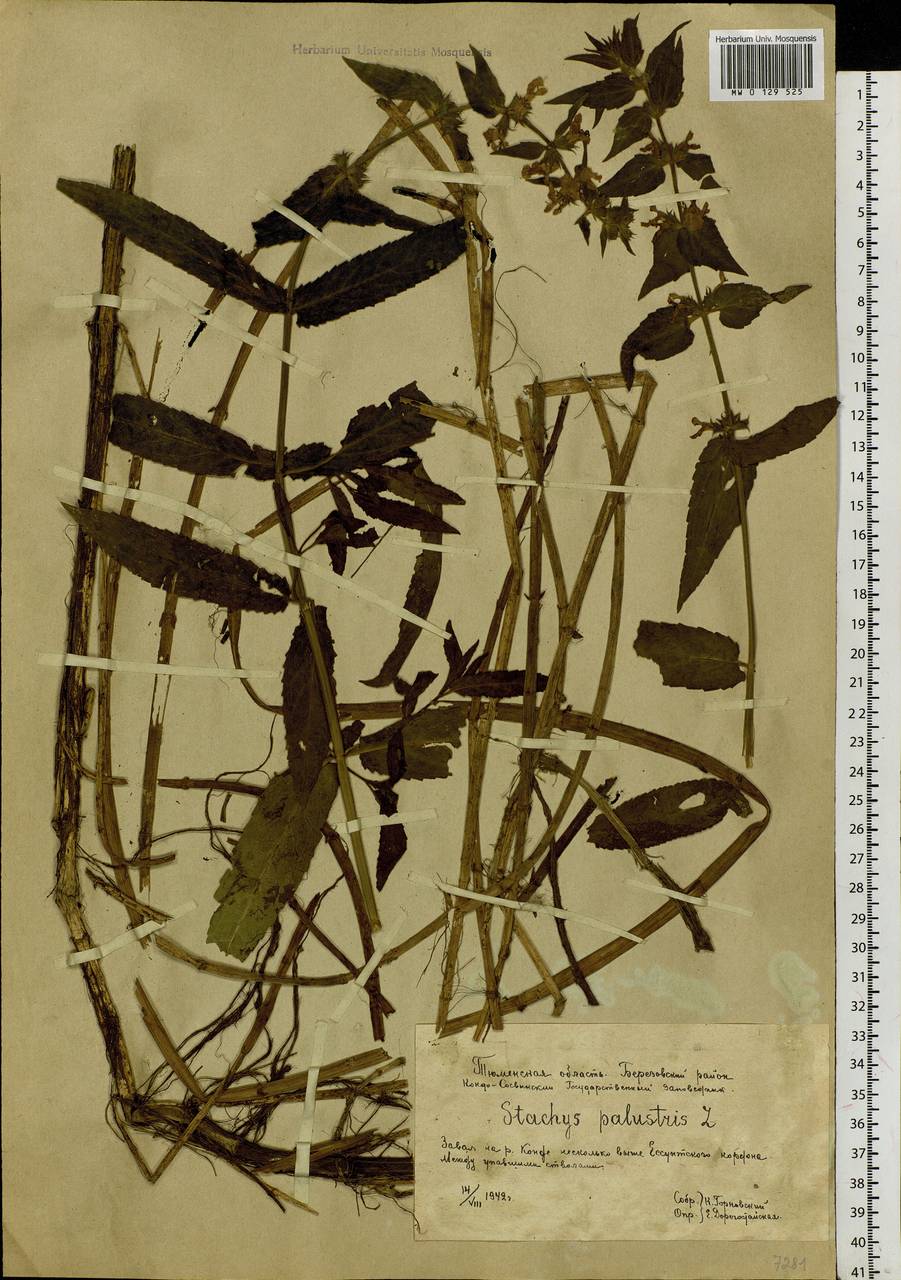 Stachys palustris L., Siberia, Western Siberia (S1) (Russia)