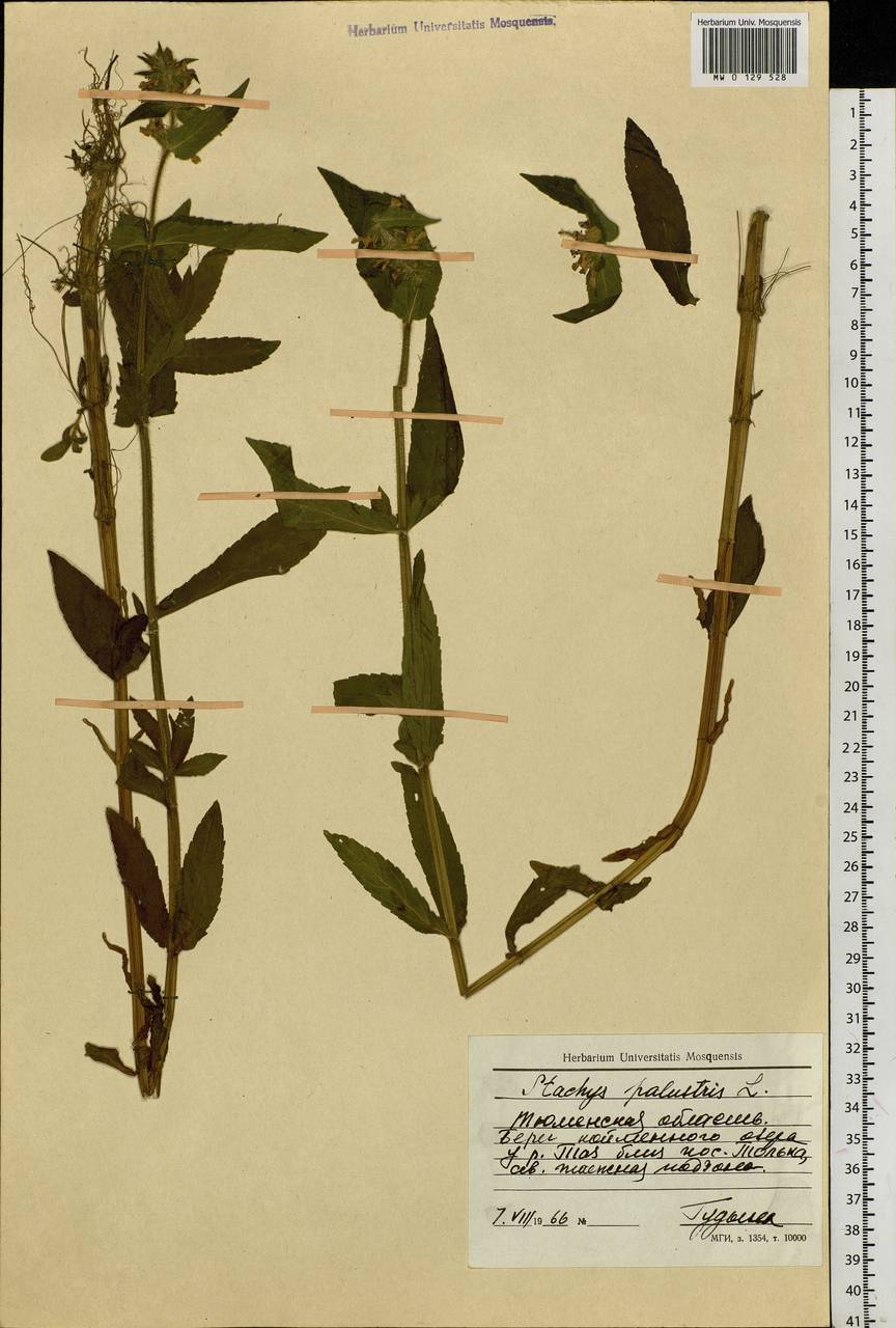Stachys palustris L., Siberia, Western Siberia (S1) (Russia)