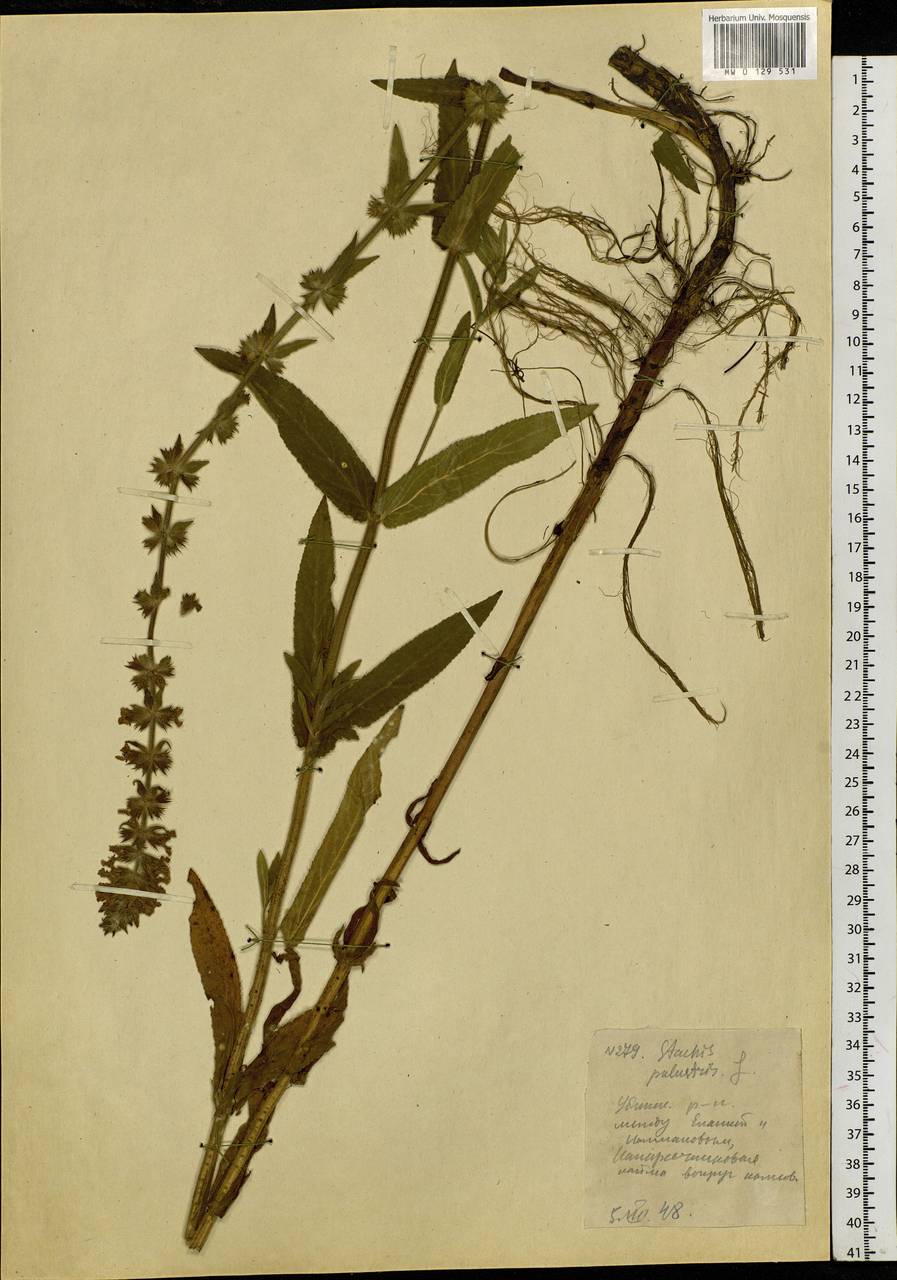 Stachys palustris L., Siberia, Western Siberia (S1) (Russia)