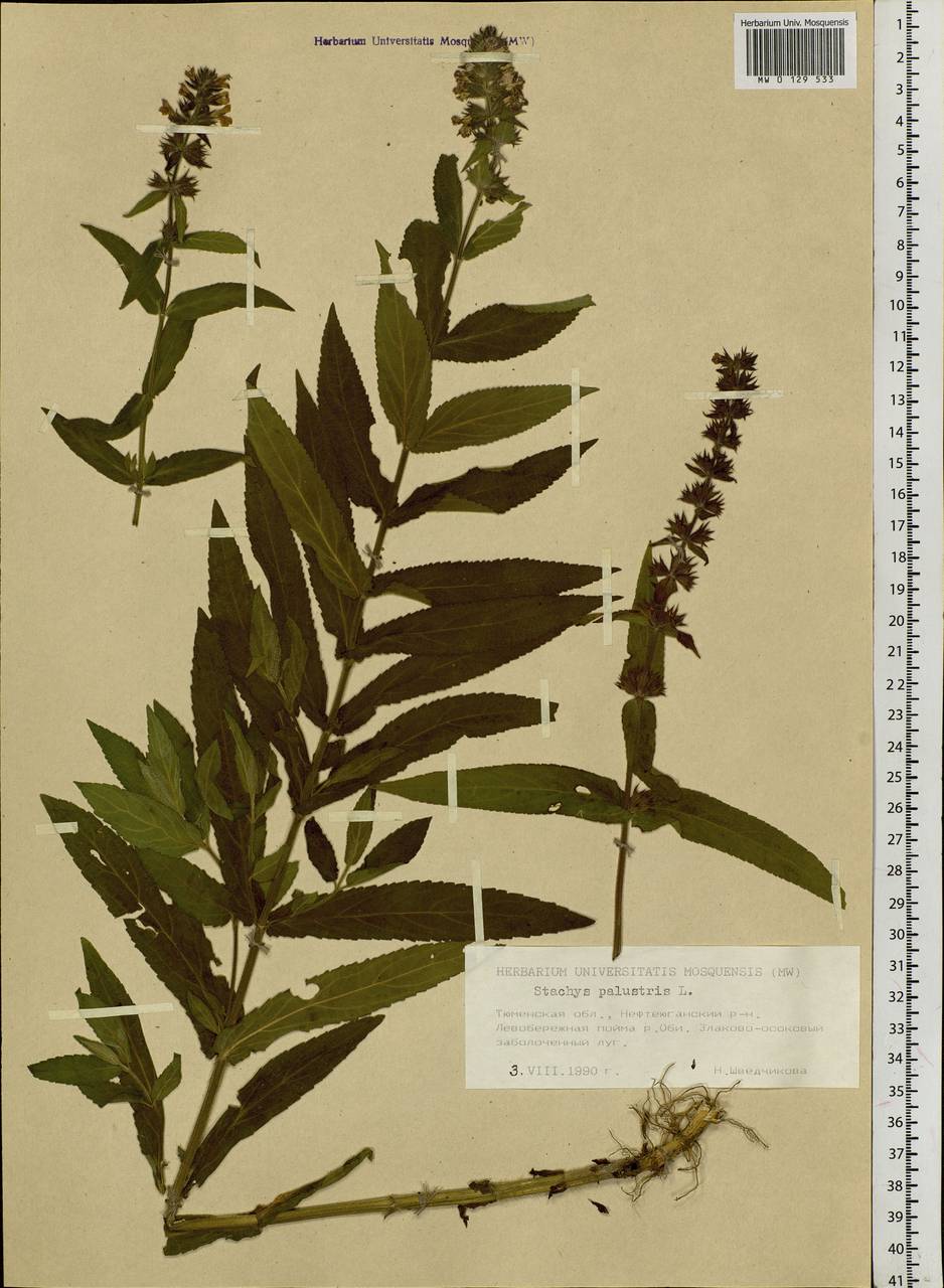Stachys palustris L., Siberia, Western Siberia (S1) (Russia)