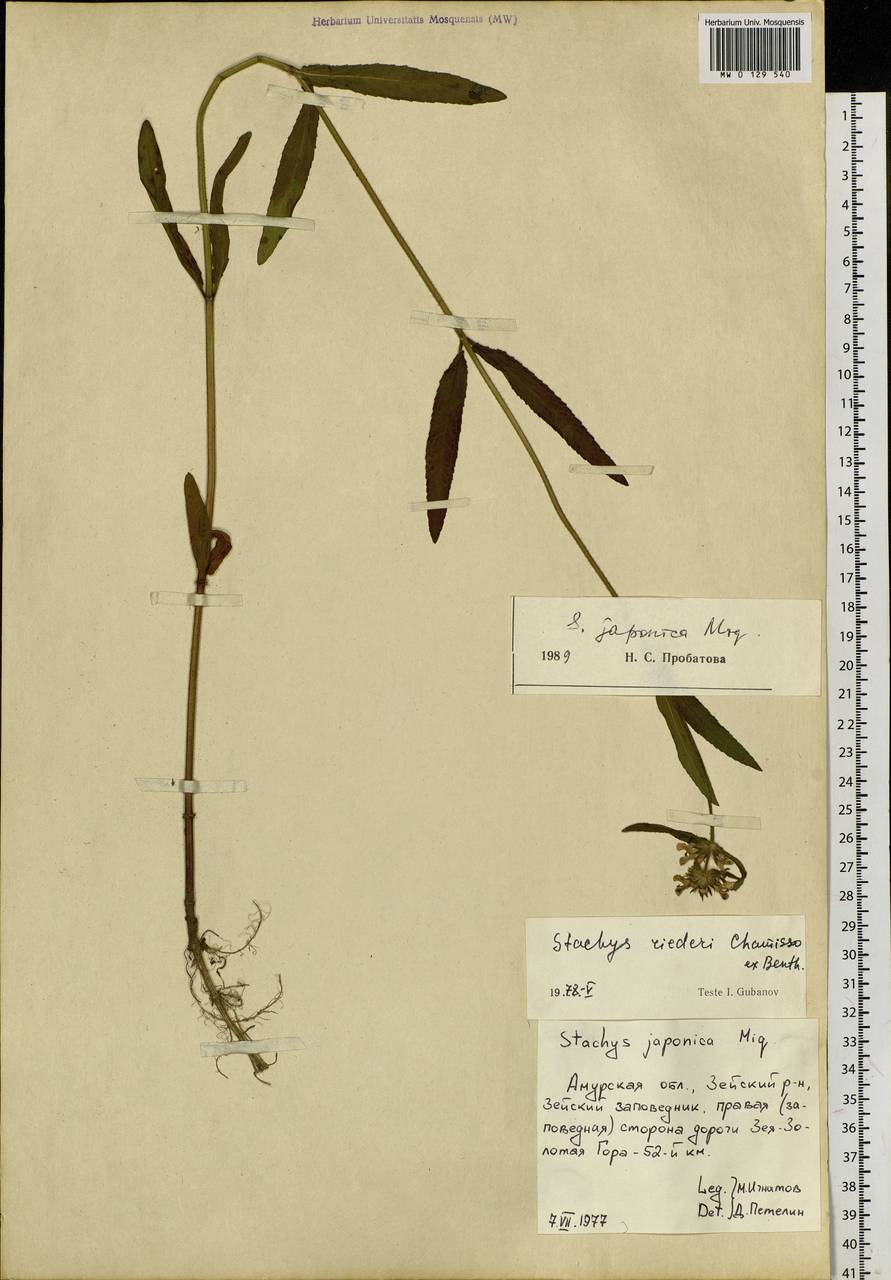 Stachys riederi var. japonica (Miq.) H.Hara, Siberia, Russian Far East (S6) (Russia)