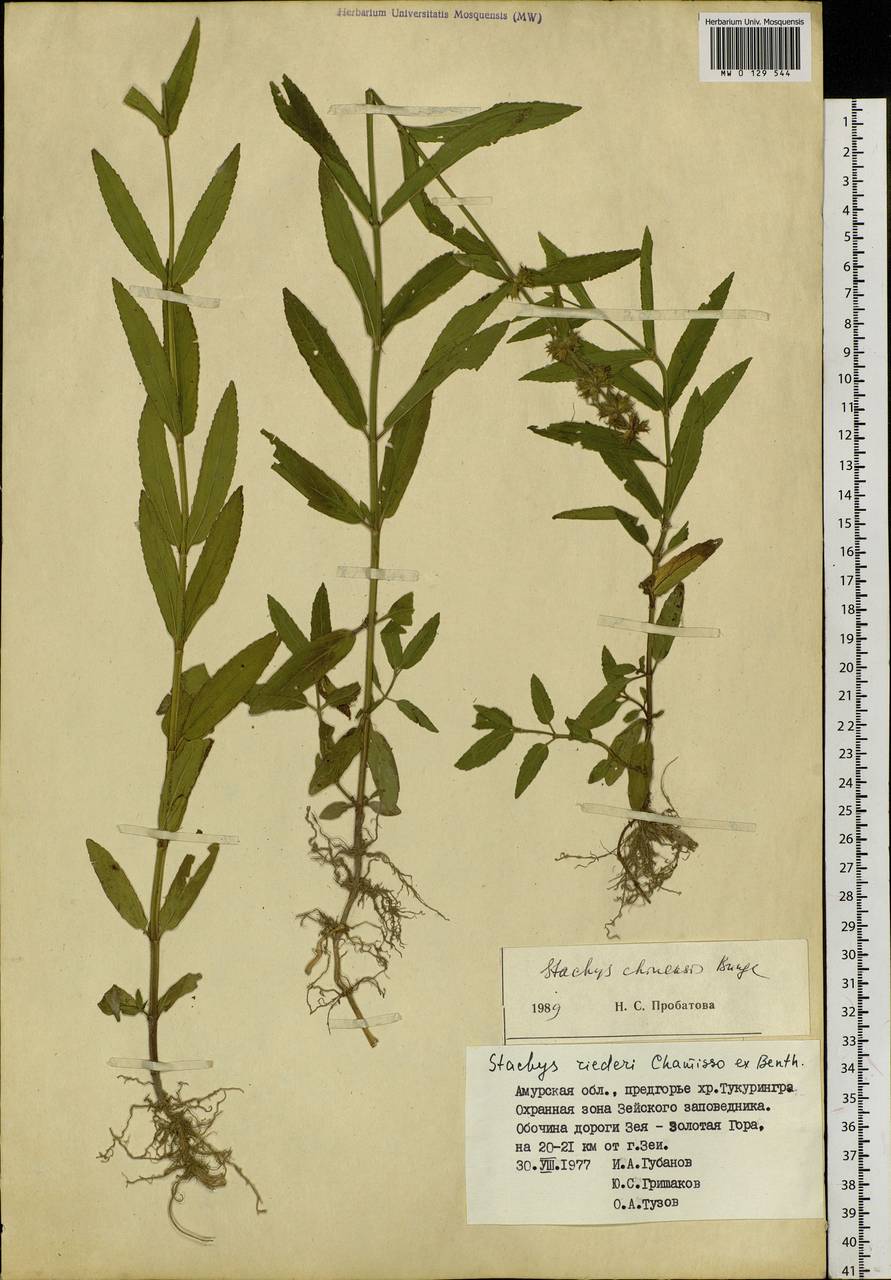 Stachys aspera Michx., Siberia, Russian Far East (S6) (Russia)