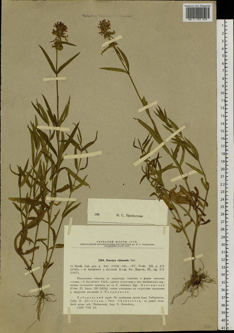 Stachys aspera Michx., Siberia, Russian Far East (S6) (Russia)