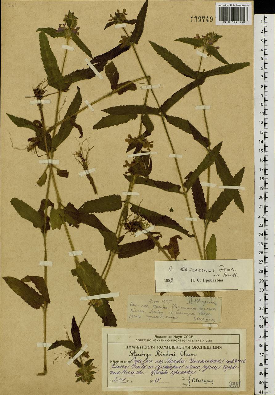 Stachys riederi Cham., Siberia, Chukotka & Kamchatka (S7) (Russia)
