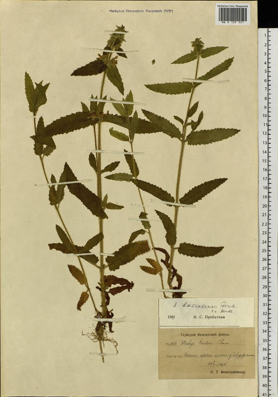 Stachys riederi var. riederi, Siberia, Chukotka & Kamchatka (S7) (Russia)