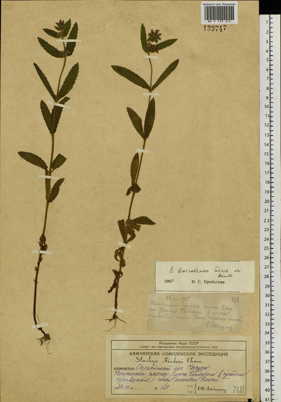 Stachys riederi Cham., Siberia, Chukotka & Kamchatka (S7) (Russia)