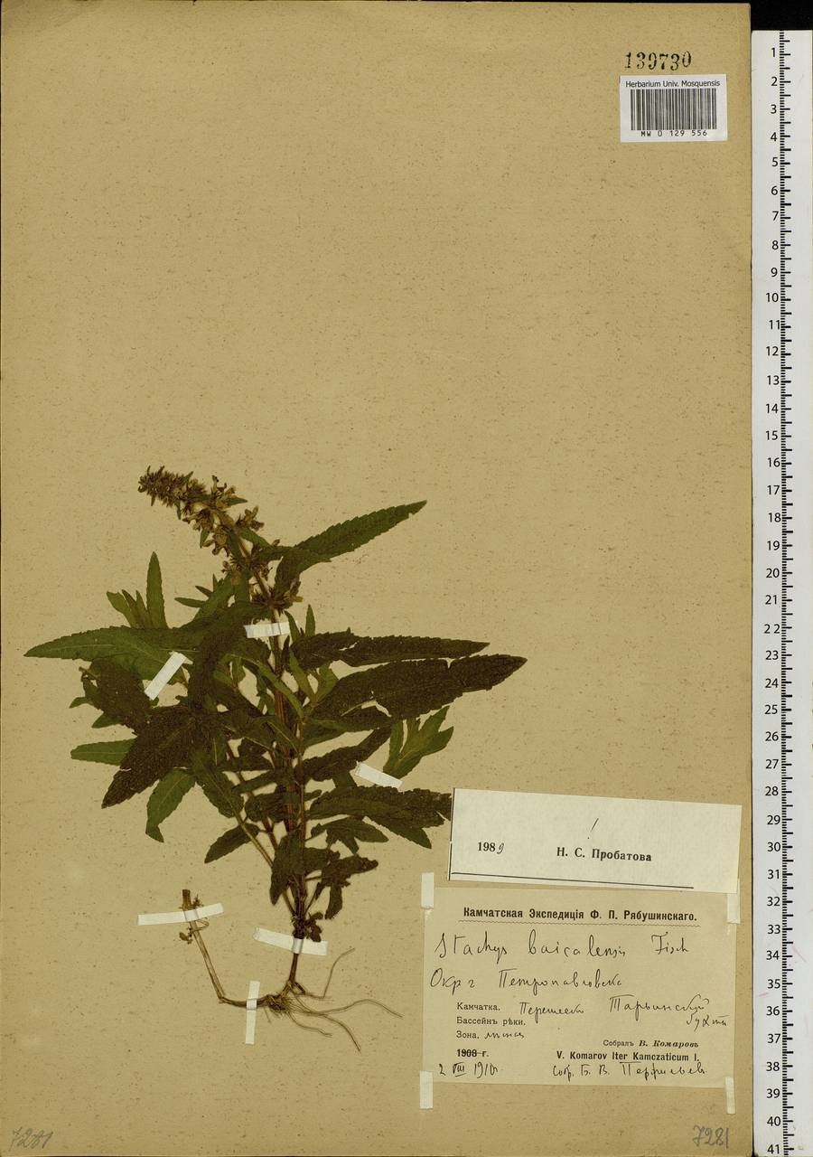 Stachys riederi Cham., Siberia, Chukotka & Kamchatka (S7) (Russia)