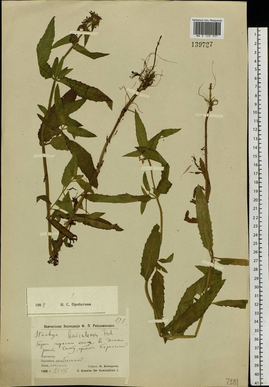 Stachys riederi Cham., Siberia, Chukotka & Kamchatka (S7) (Russia)