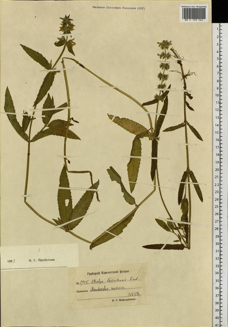 Stachys riederi Cham., Siberia, Chukotka & Kamchatka (S7) (Russia)