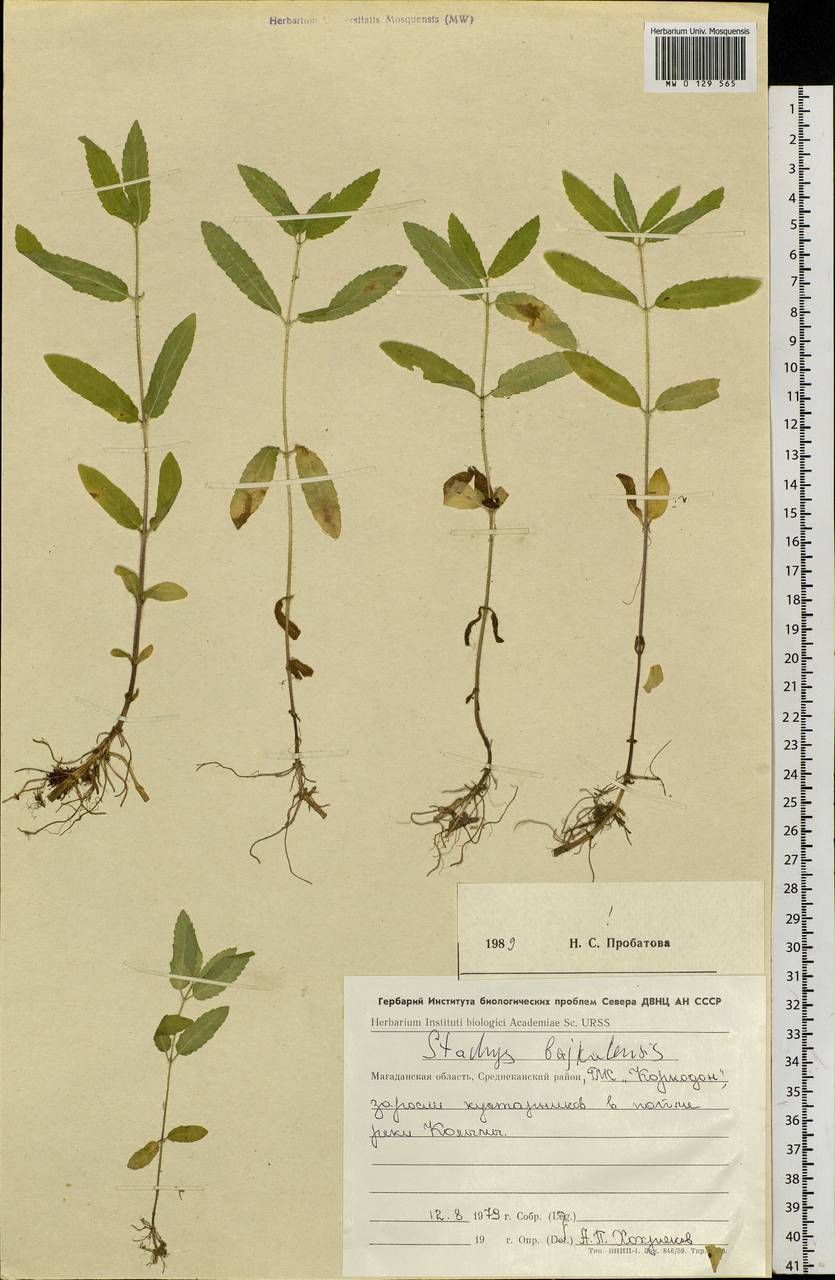 Stachys riederi Cham., Siberia, Chukotka & Kamchatka (S7) (Russia)