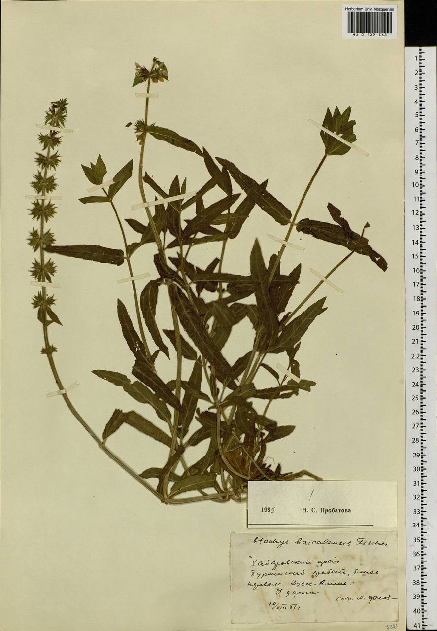 Stachys riederi var. riederi, Siberia, Russian Far East (S6) (Russia)