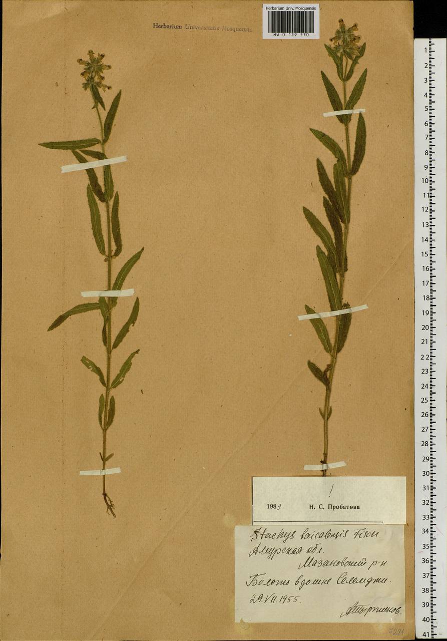 Stachys riederi Cham., Siberia, Russian Far East (S6) (Russia)