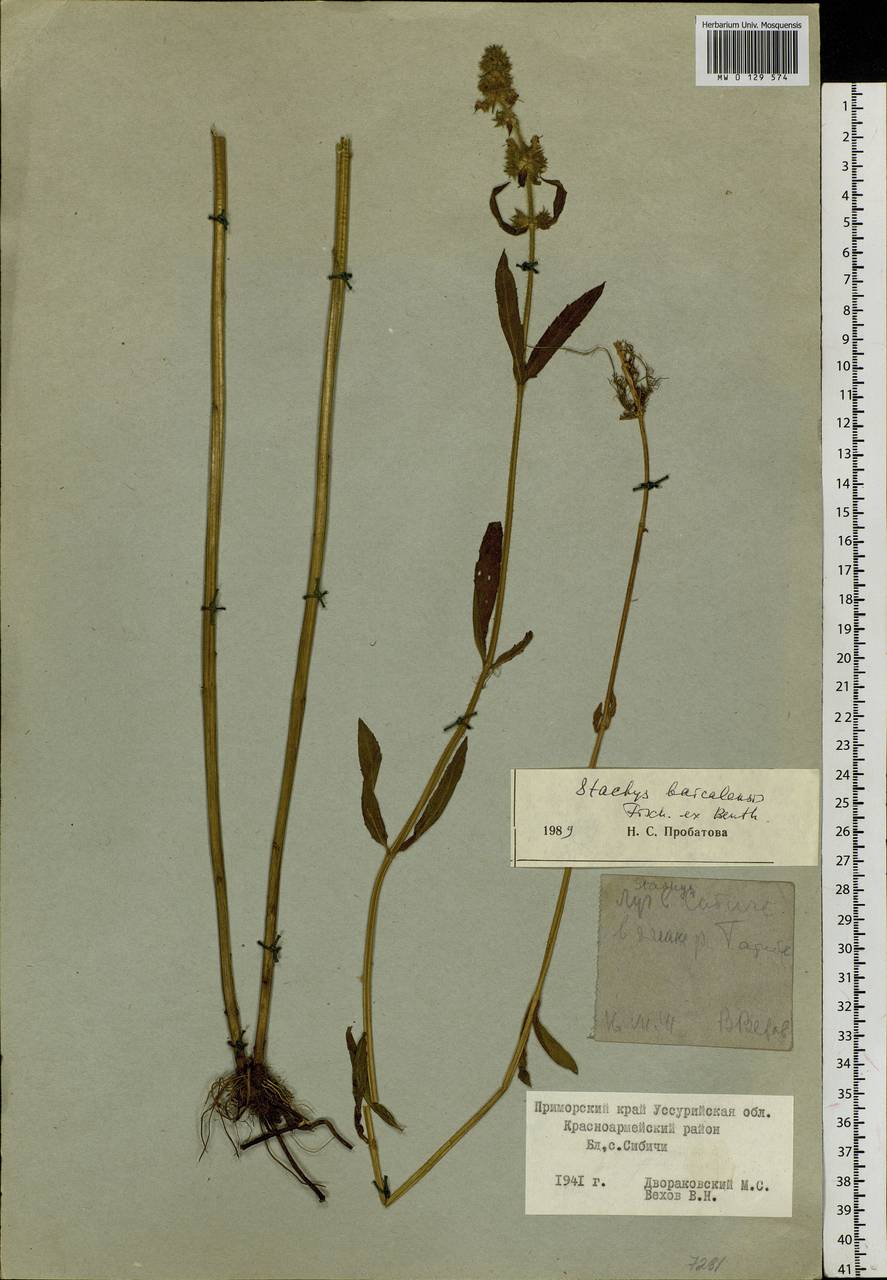 Stachys riederi Cham., Siberia, Russian Far East (S6) (Russia)