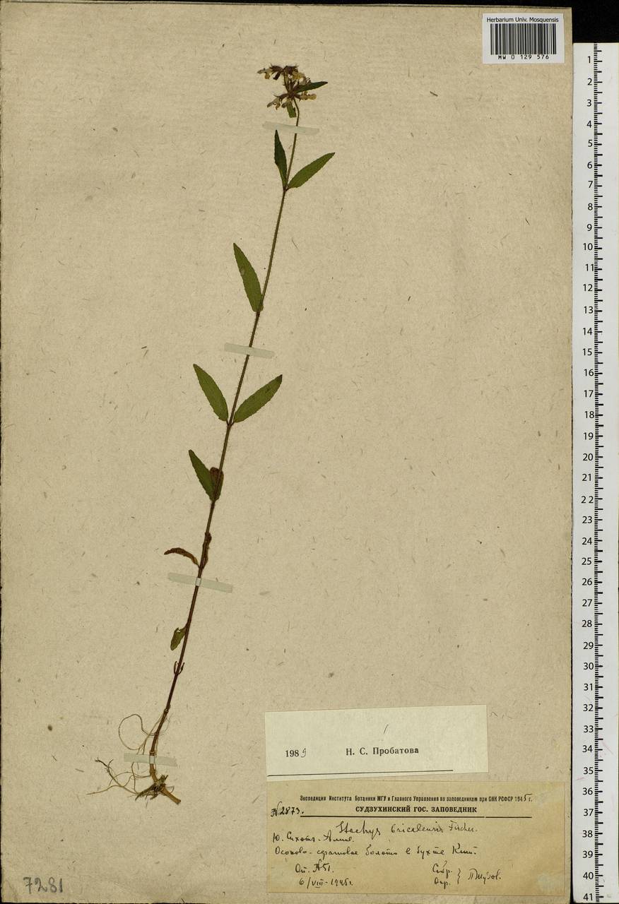 Stachys riederi Cham., Siberia, Russian Far East (S6) (Russia)