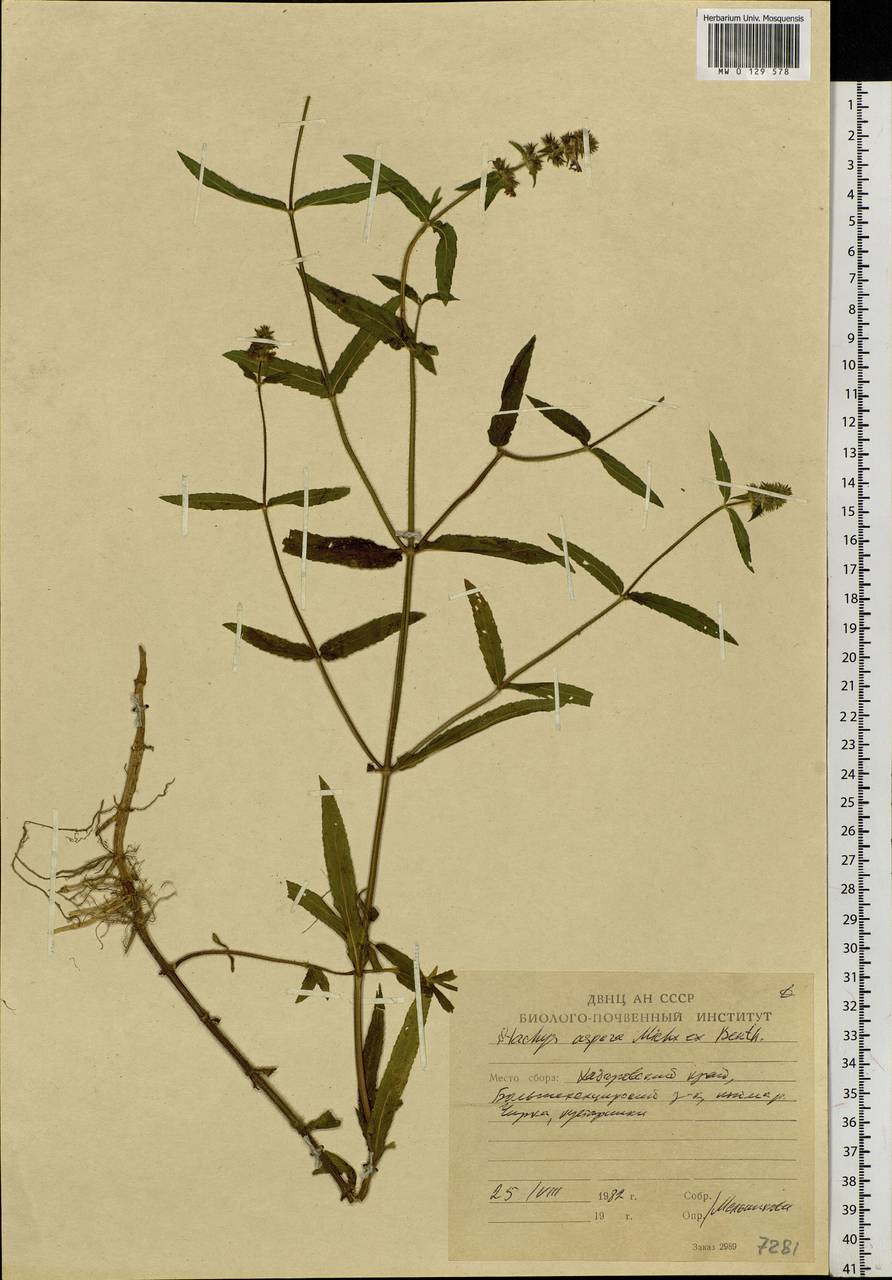 Stachys riederi var. riederi, Siberia, Russian Far East (S6) (Russia)