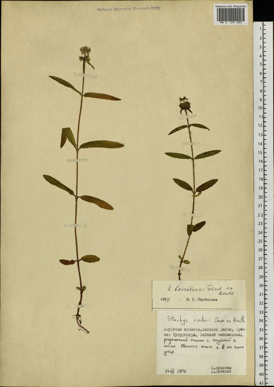 Stachys riederi var. riederi, Siberia, Russian Far East (S6) (Russia)