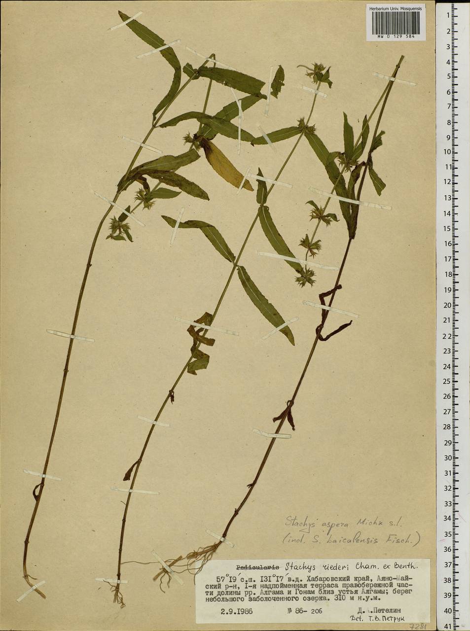 Stachys riederi Cham., Siberia, Russian Far East (S6) (Russia)