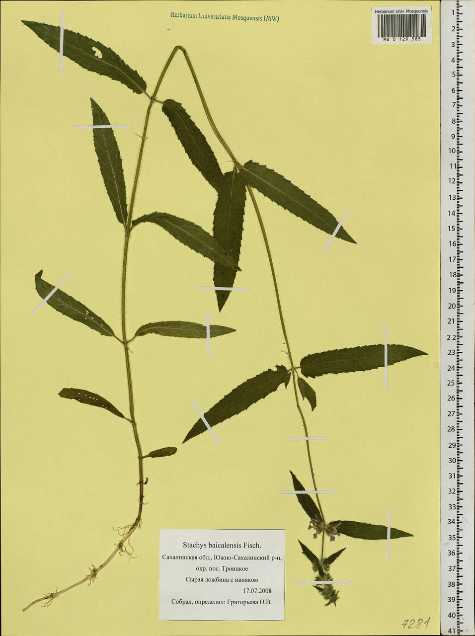 Stachys riederi Cham., Siberia, Russian Far East (S6) (Russia)