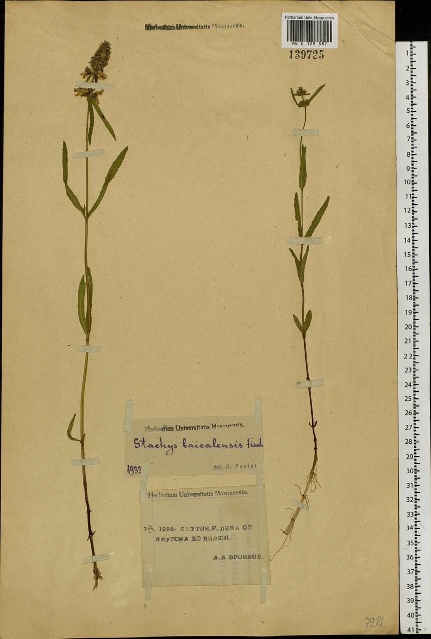 Stachys riederi Cham., Siberia, Yakutia (S5) (Russia)