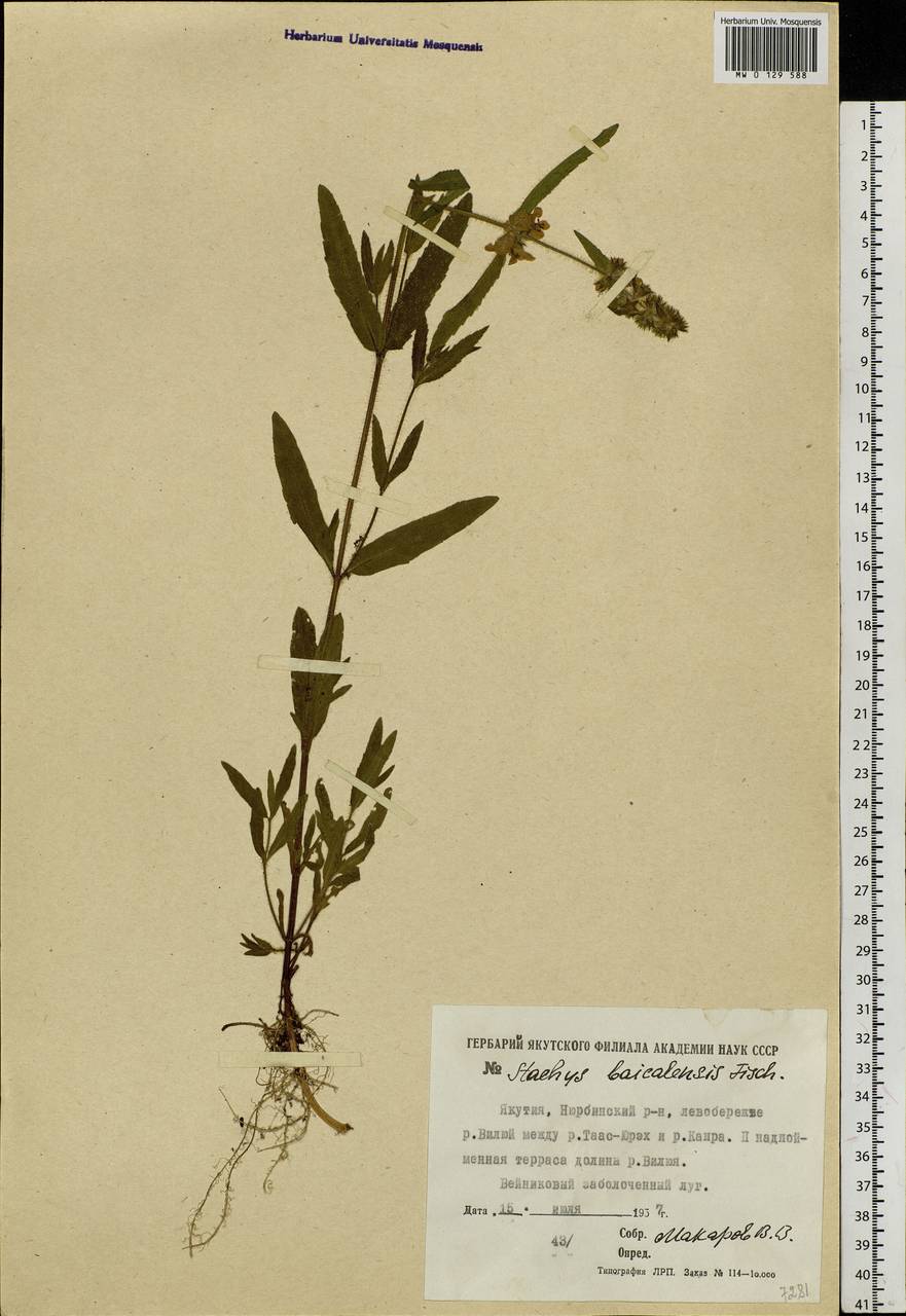Stachys riederi Cham., Siberia, Yakutia (S5) (Russia)
