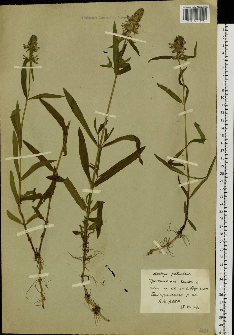 Stachys riederi Cham., Siberia, Baikal & Transbaikal region (S4) (Russia)