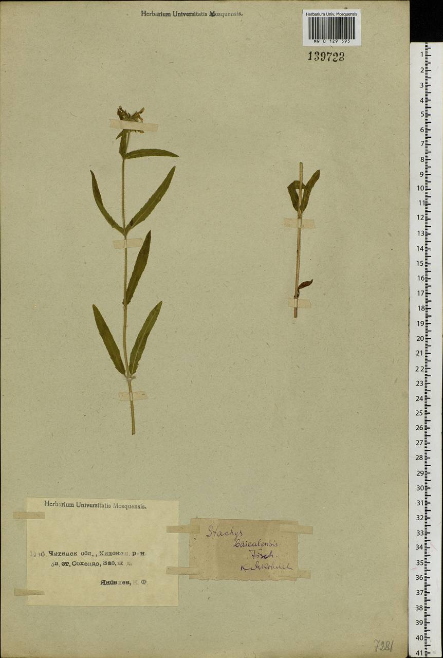 Stachys riederi Cham., Siberia, Baikal & Transbaikal region (S4) (Russia)