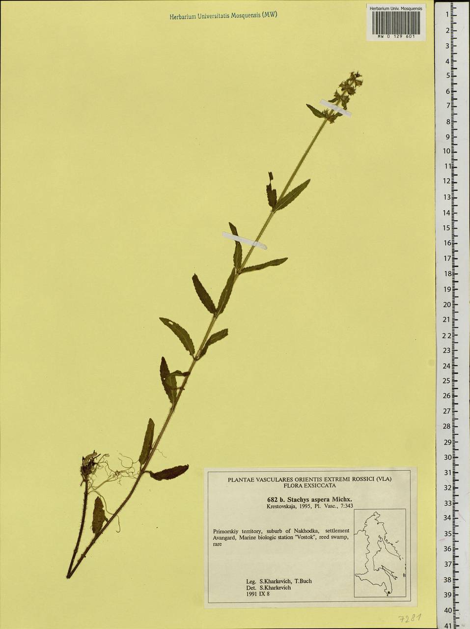 Stachys aspera Michx., Siberia, Russian Far East (S6) (Russia)
