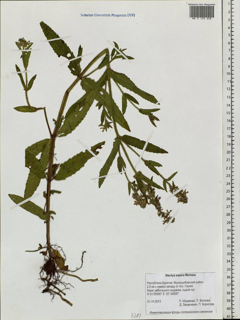 Stachys aspera Michx., Siberia, Baikal & Transbaikal region (S4) (Russia)