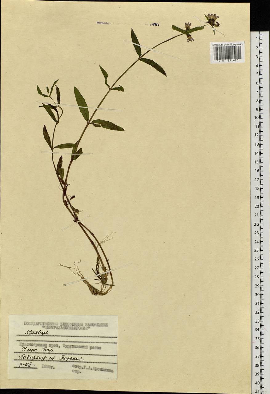 Stachys, Siberia, Central Siberia (S3) (Russia)