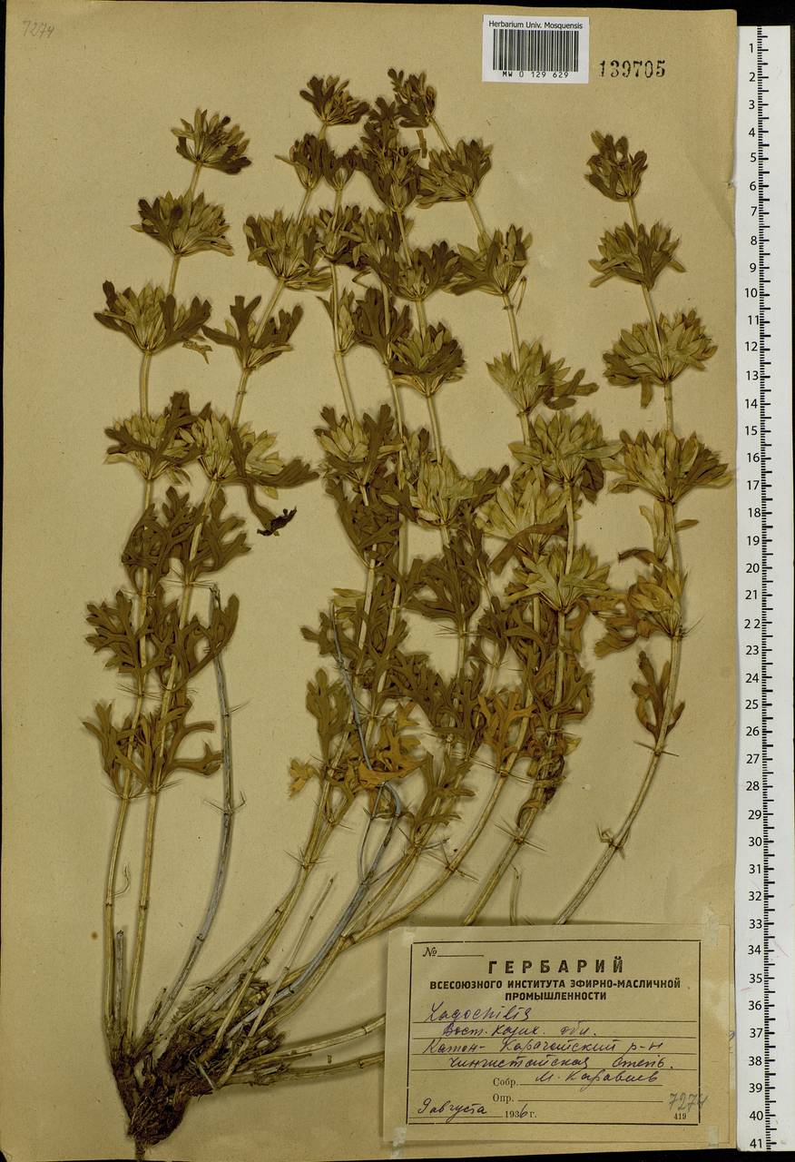 Lagochilus diacanthophyllus (Pall.) Benth., Siberia, Western (Kazakhstan) Altai Mountains (S2a) (Kazakhstan)