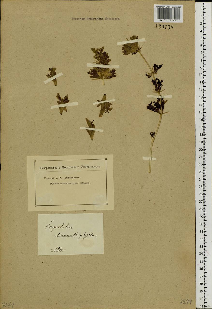 Lagochilus diacanthophyllus (Pall.) Benth., Siberia, Altai & Sayany Mountains (S2) (Russia)