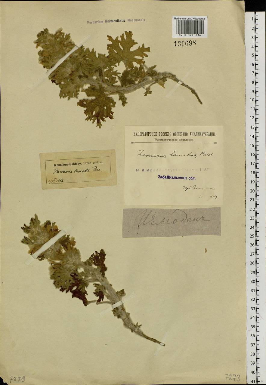 Panzerina lanata (L.) Soják, Siberia, Baikal & Transbaikal region (S4) (Russia)