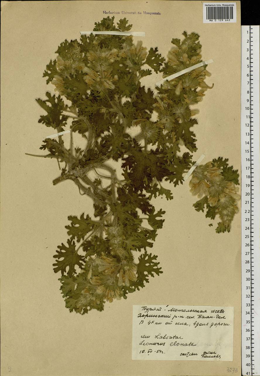 Panzerina lanata (L.) Soják, Siberia, Baikal & Transbaikal region (S4) (Russia)