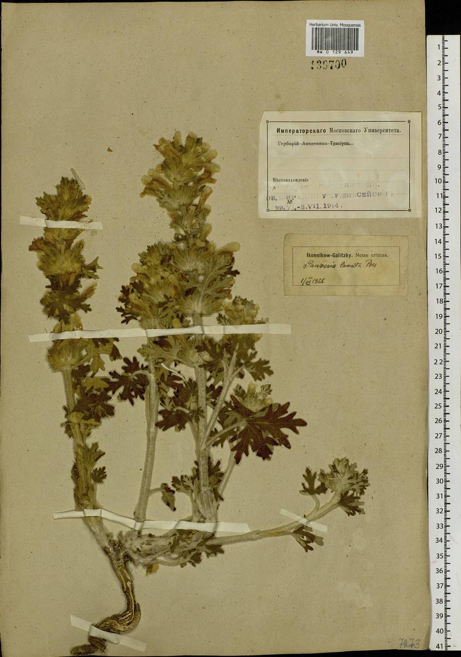 Panzerina lanata (L.) Soják, Siberia, Altai & Sayany Mountains (S2) (Russia)