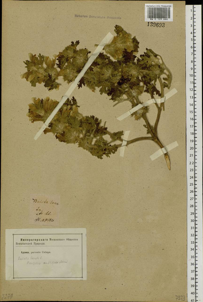 Panzerina lanata (L.) Soják, Siberia, Altai & Sayany Mountains (S2) (Russia)