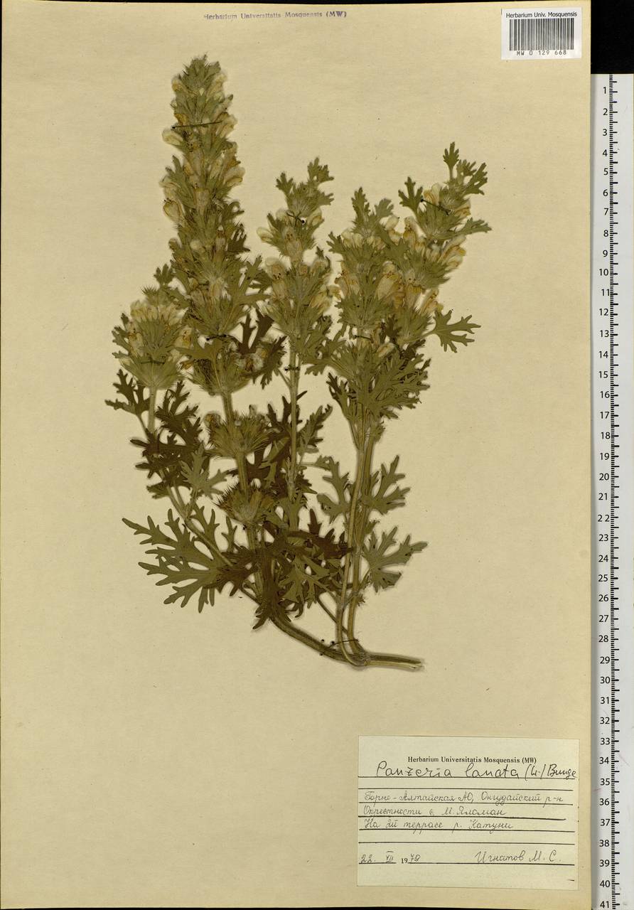 Panzerina lanata (L.) Soják, Siberia, Altai & Sayany Mountains (S2) (Russia)