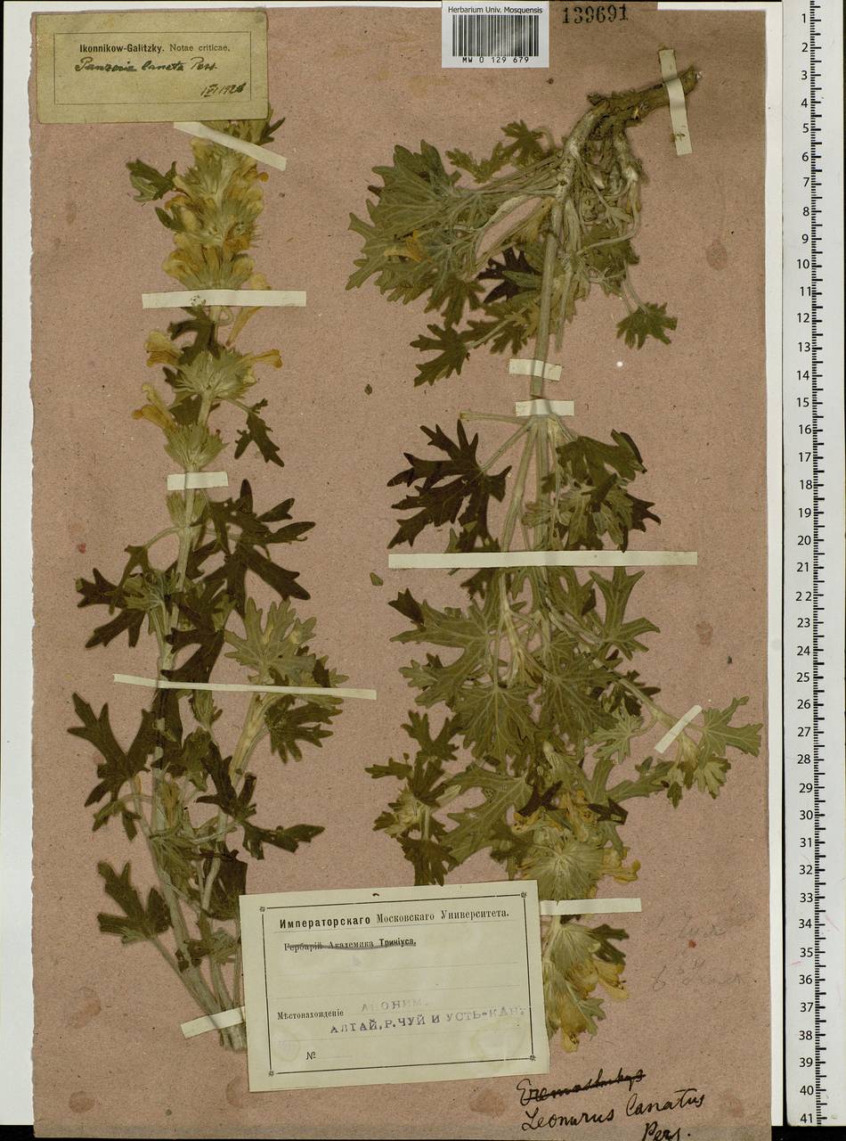 Panzerina lanata (L.) Soják, Siberia, Altai & Sayany Mountains (S2) (Russia)