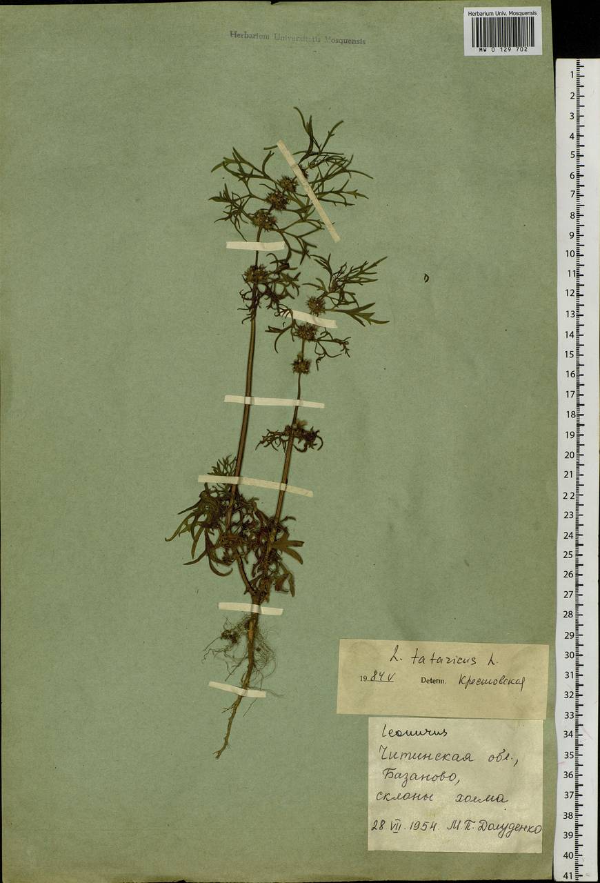 Leonurus tataricus L., Siberia, Baikal & Transbaikal region (S4) (Russia)