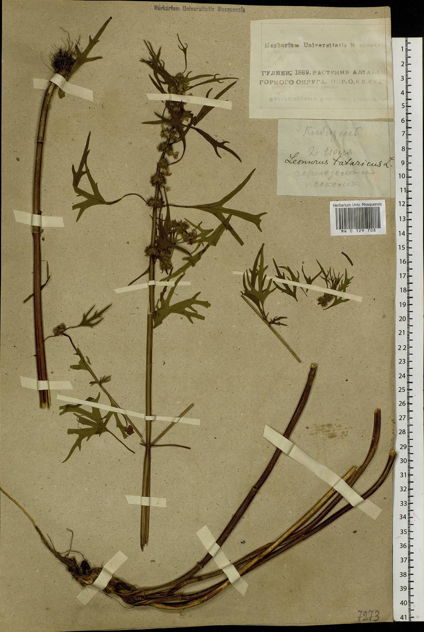 Leonurus tataricus L., Siberia, Altai & Sayany Mountains (S2) (Russia)