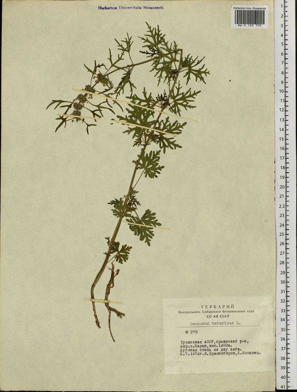 Leonurus tataricus L., Siberia, Altai & Sayany Mountains (S2) (Russia)