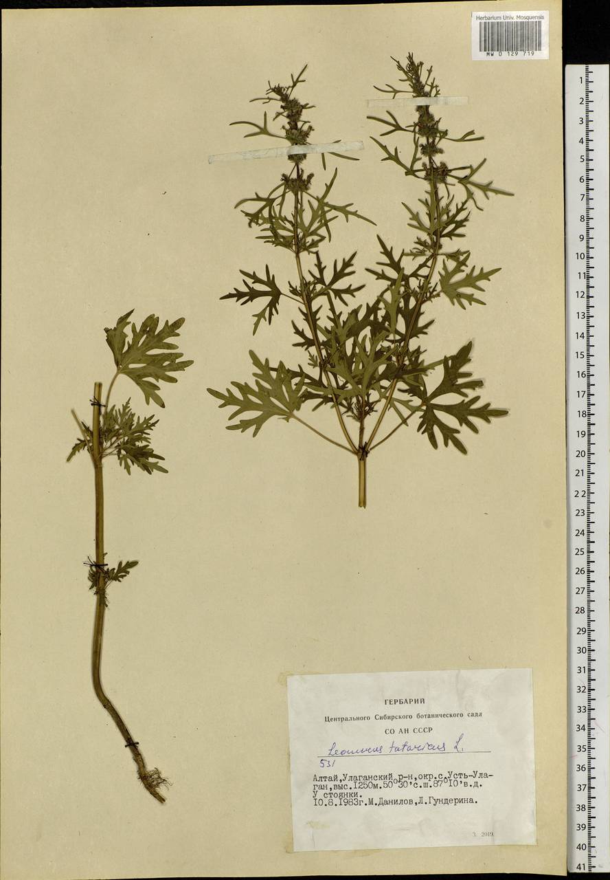 Leonurus tataricus L., Siberia, Altai & Sayany Mountains (S2) (Russia)