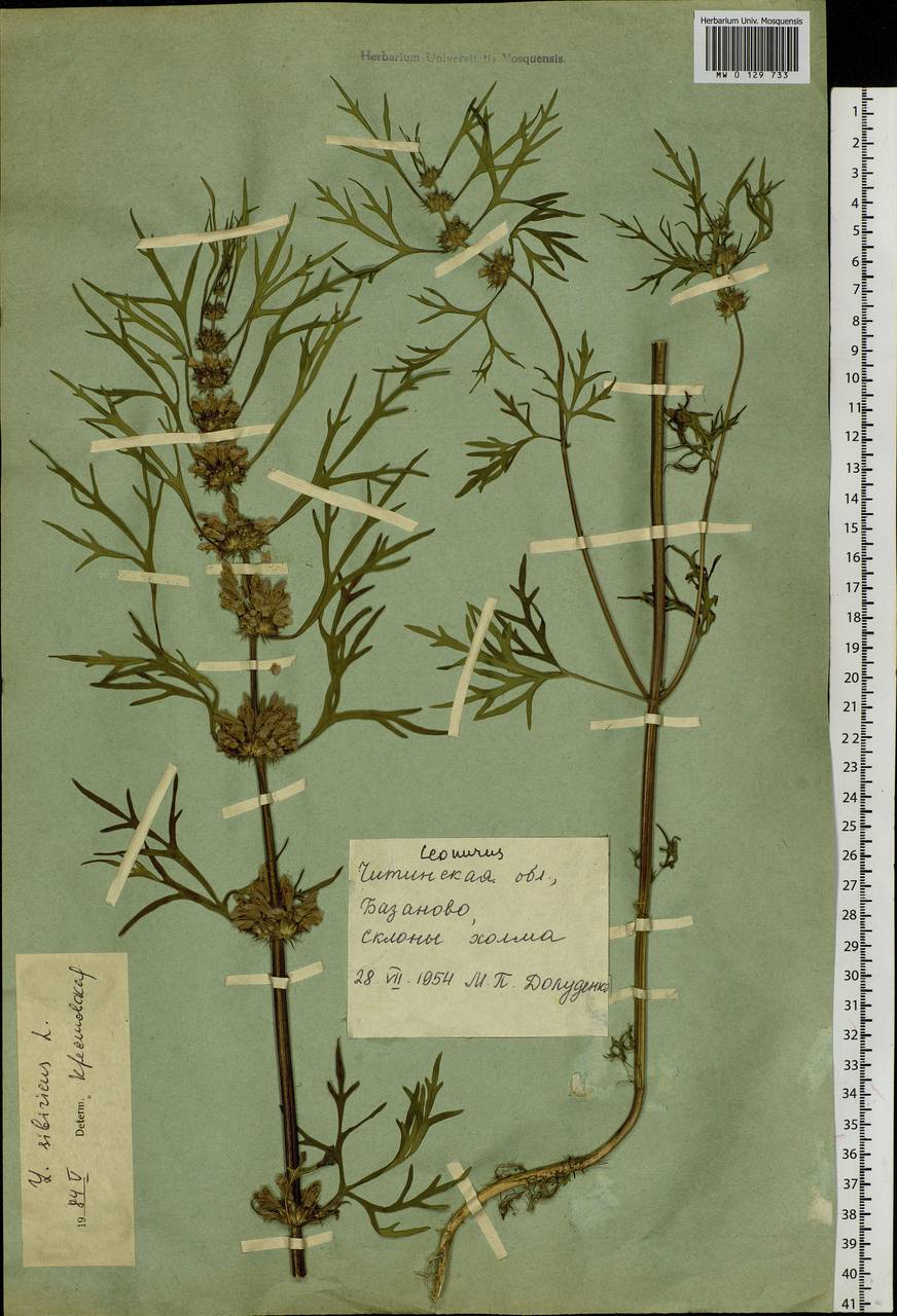 Leonurus sibiricus L., Siberia, Baikal & Transbaikal region (S4) (Russia)
