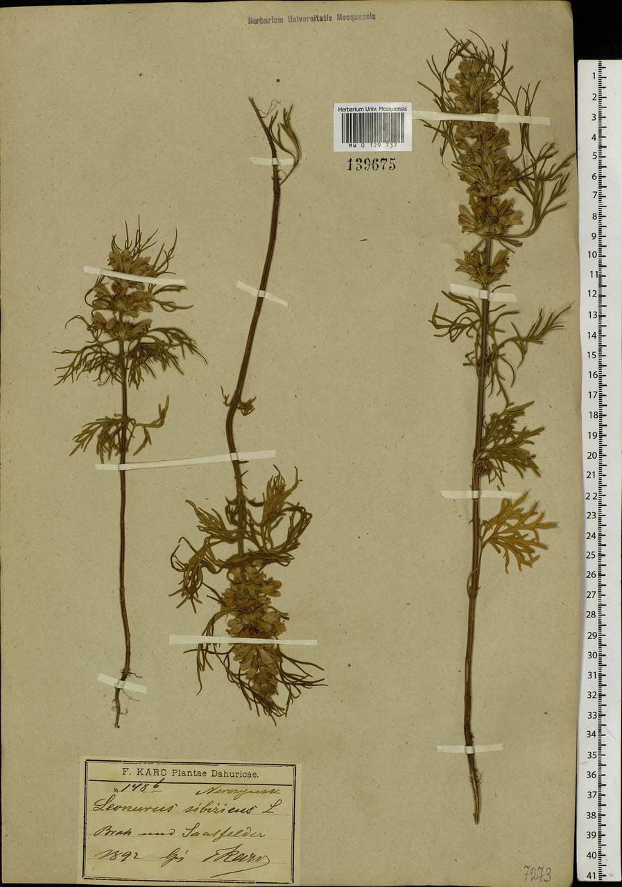 Paraleonurus sibiricus (L.) M.L.Qian, C.L.Xiang & Bo Li, Siberia, Baikal & Transbaikal region (S4) (Russia)