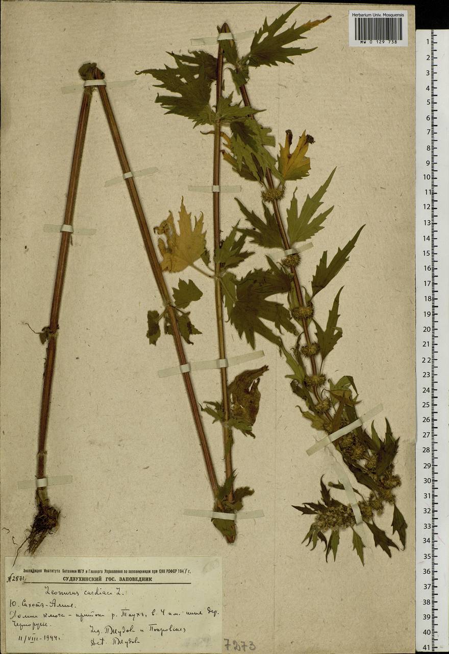 Leonurus quinquelobatus Gilib., Siberia, Russian Far East (S6) (Russia)